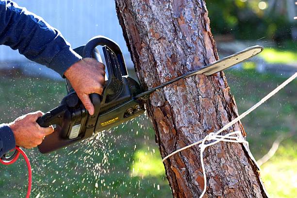 How Our Tree Care Process Works  in  East Palestine, OH