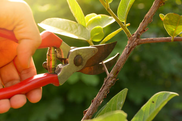 Professional Tree Removal Services in East Palestine, OH